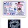 12-Mukhi-Rudraksha-Nepal-Collector-3-Certificate