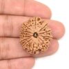 12-Mukhi-Rudraksha-Nepal-Collector-3-Hand