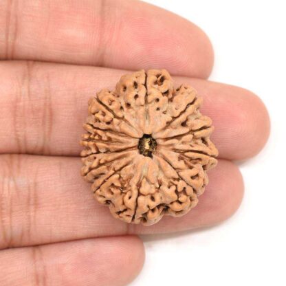 12-Mukhi-Rudraksha-Nepal-Collector-3-Hand