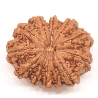 12-Mukhi-Rudraksha-Nepal-Collector-4