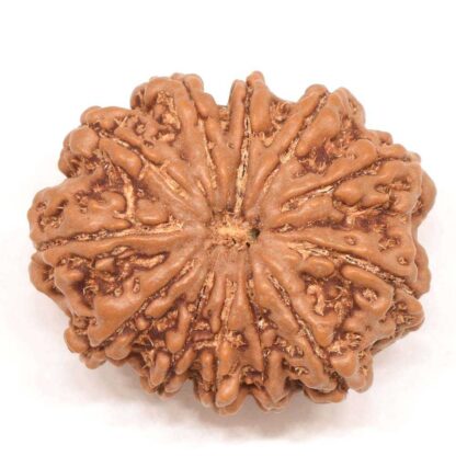 12-Mukhi-Rudraksha-Nepal-Collector-4