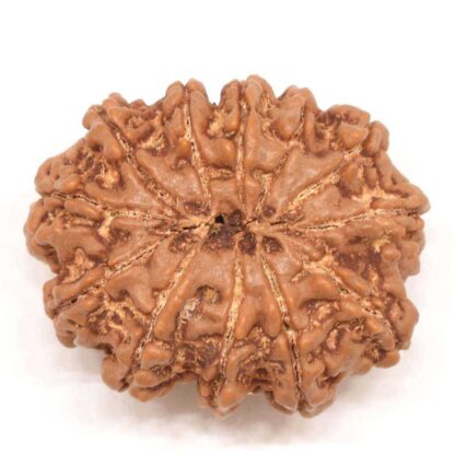 12-Mukhi-Rudraksha-Nepal-Collector-4-Back