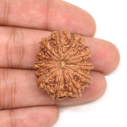 12-Mukhi-Rudraksha-Nepal-Collector-4-Hand