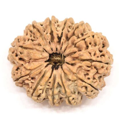 12-Mukhi-Rudraksha-Nepal-Collector-5