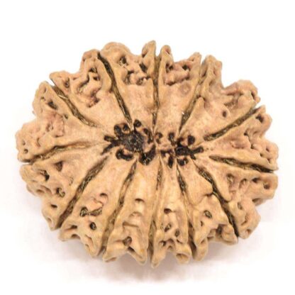 12-Mukhi-Rudraksha-Nepal-Collector-5-Back