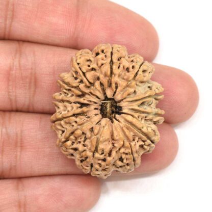 12-Mukhi-Rudraksha-Nepal-Collector-5-Hand