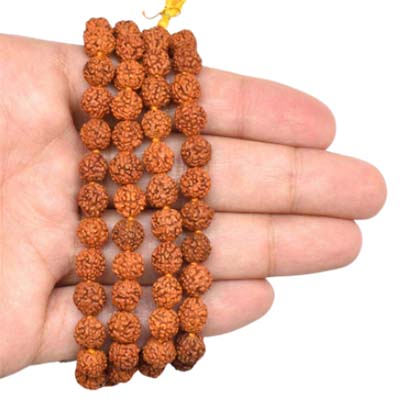 5-Mukhi-Rudraksha-Indonesian