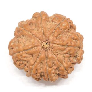 8-Mukhi-Rudraksha-Nepal-Collector-1