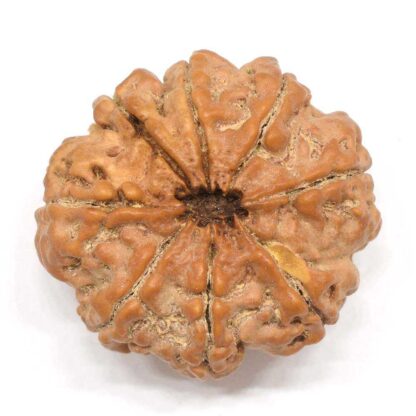 8-Mukhi-Rudraksha-Nepal-Collector-1-Back