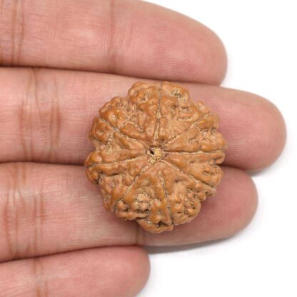 8-Mukhi-Rudraksha-Nepal-Collector-1-Hand