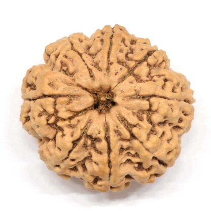 8-Mukhi-Rudraksha-Nepal-Collector-2