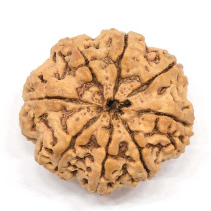 8-Mukhi-Rudraksha-Nepal-Collector-2-Back