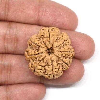 8-Mukhi-Rudraksha-Nepal-Collector-2-Hand