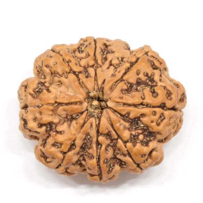 8-Mukhi-Rudraksha-Nepal-Collector-3