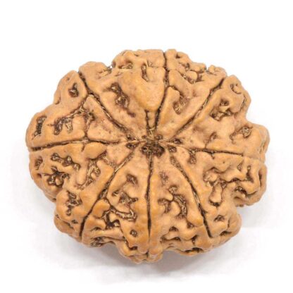 8-Mukhi-Rudraksha-Nepal-Collector-3-Back