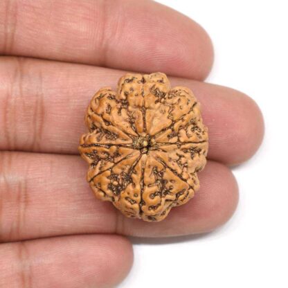 8-Mukhi-Rudraksha-Nepal-Collector-3-Hand