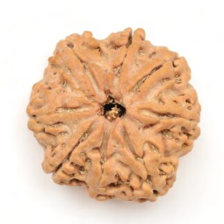 8-Mukhi-Rudraksha-Nepal-Collector-4