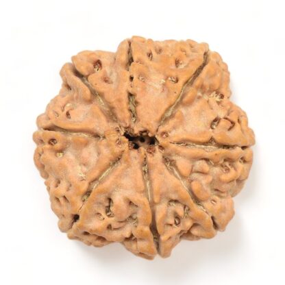 8-Mukhi-Rudraksha-Nepal-Collector-4-Back