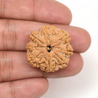 8-Mukhi-Rudraksha-Nepal-Collector-4-Hand