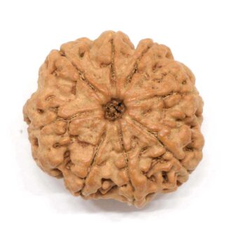 8-Mukhi-Rudraksha-Nepal-Collector-5