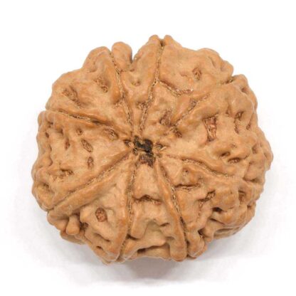 8-Mukhi-Rudraksha-Nepal-Collector-5-Back