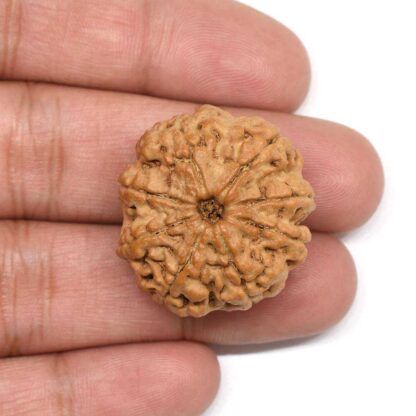 8-Mukhi-Rudraksha-Nepal-Collector-5-Hand