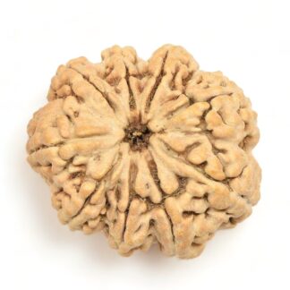 9-Mukhi-Rudraksha-Nepal-Collector-1