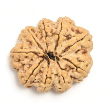 9-Mukhi-Rudraksha-Nepal-Collector-1-Back