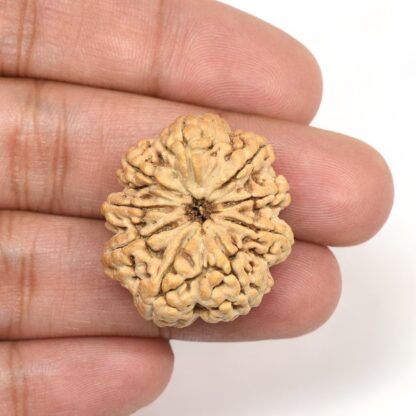 9-Mukhi-Rudraksha-Nepal-Collector-1-Hand