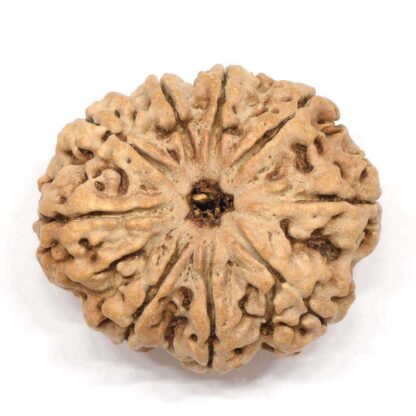 9-Mukhi-Rudraksha-Nepal-Collector-2