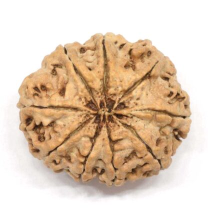 9-Mukhi-Rudraksha-Nepal-Collector-2-Back