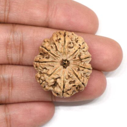 9-Mukhi-Rudraksha-Nepal-Collector-2-Hand