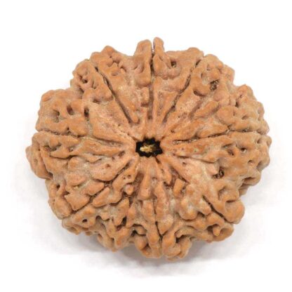 9-Mukhi-Rudraksha-Nepal-Collector-3