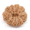 9-Mukhi-Rudraksha-Nepal-Collector-3-Back