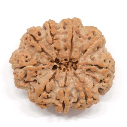 9-Mukhi-Rudraksha-Nepal-Collector-3-Back