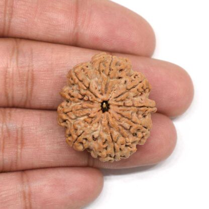 9-Mukhi-Rudraksha-Nepal-Collector-3-Hand