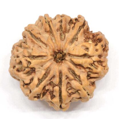 9-Mukhi-Rudraksha-Nepal-Collector-4