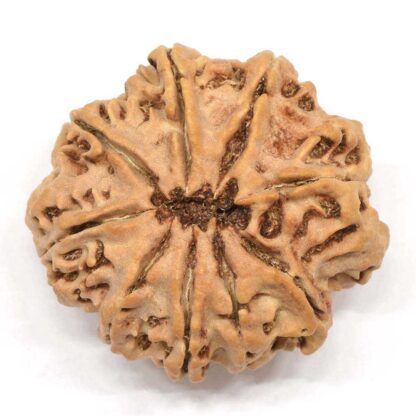 9-Mukhi-Rudraksha-Nepal-Collector-4-Back