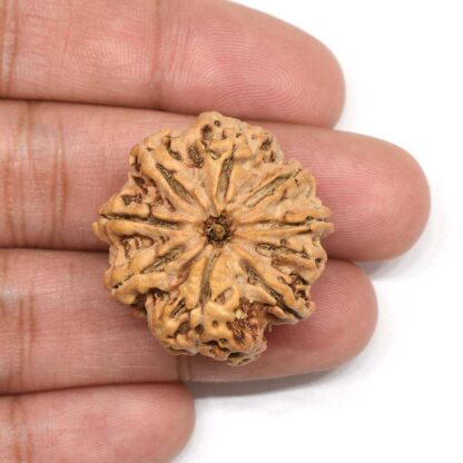 9-Mukhi-Rudraksha-Nepal-Collector-4-Hand