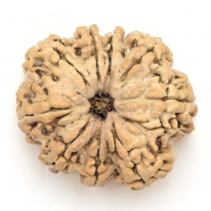 9-Mukhi-Rudraksha-Nepal-Collector-5