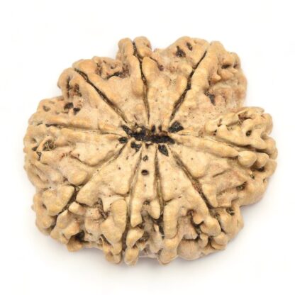 9-Mukhi-Rudraksha-Nepal-Collector-5-Back