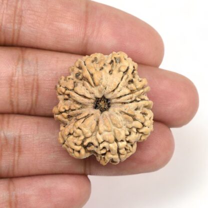 9-Mukhi-Rudraksha-Nepal-Collector-5-Hand