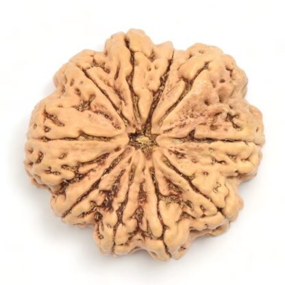 10-Mukhi-Rudraksha-Nepal-Collector-6