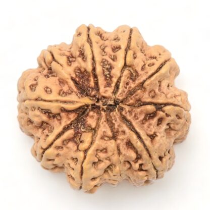 10-Mukhi-Rudraksha-Nepal-Collector-6-Back