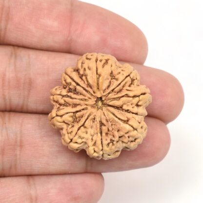 10-Mukhi-Rudraksha-Nepal-Collector-6-Hand