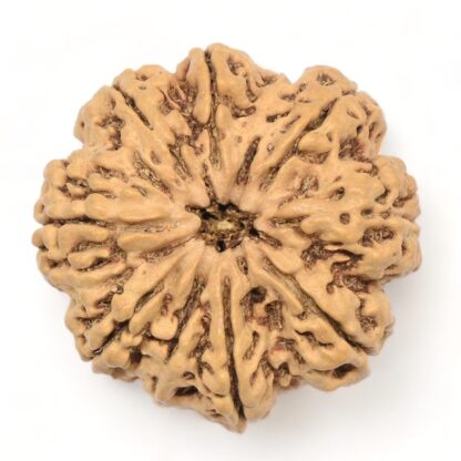 10-Mukhi-Rudraksha-Nepal-Collector-7