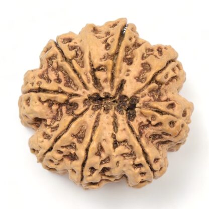 10-Mukhi-Rudraksha-Nepal-Collector-7-Back