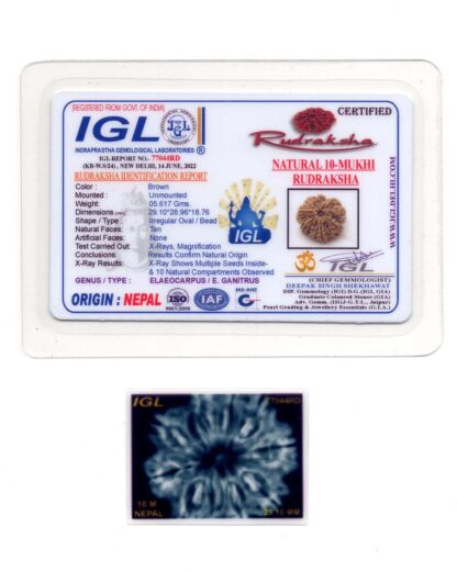 10-Mukhi-Rudraksha-Nepal-Collector-7-Certificate