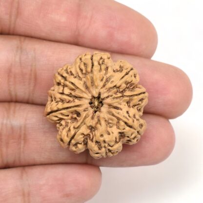 10-Mukhi-Rudraksha-Nepal-Collector-7-Hand