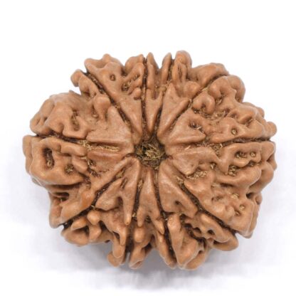 10-Mukhi-Rudraksha-Nepal-Collector-8